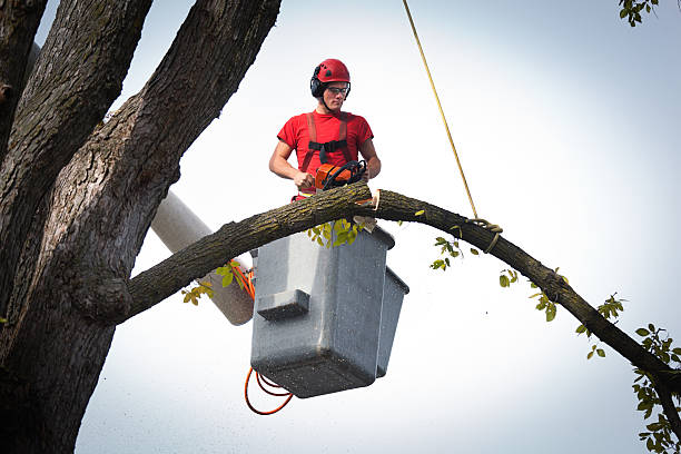 Best Tree Preservation Services  in Dakota City, NE