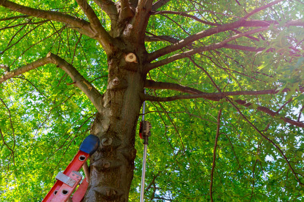 Best Emergency Tree Removal  in Dakota City, NE